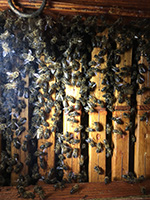 CCIBW_APERO_APICULTEUR-abeilles